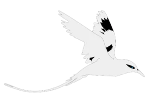 Paille En Queue 03 Copie